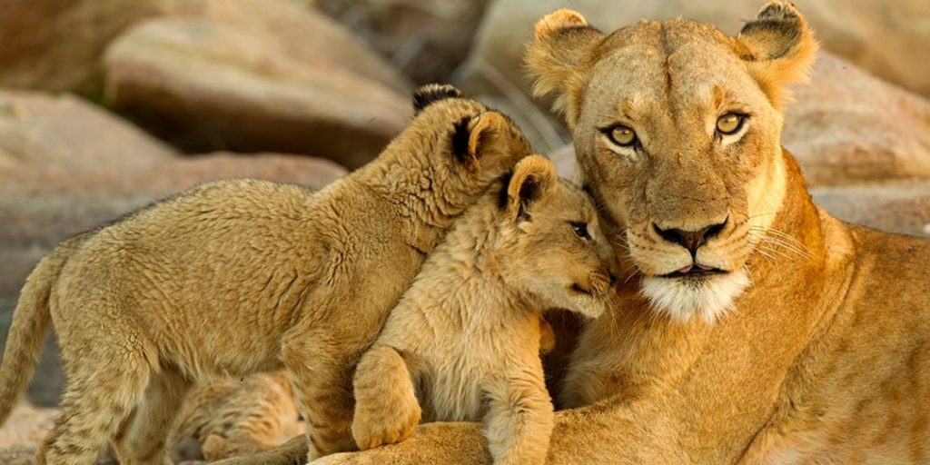 $4999 -- Luxury Kruger National Park safari for 2, reg. $7339
