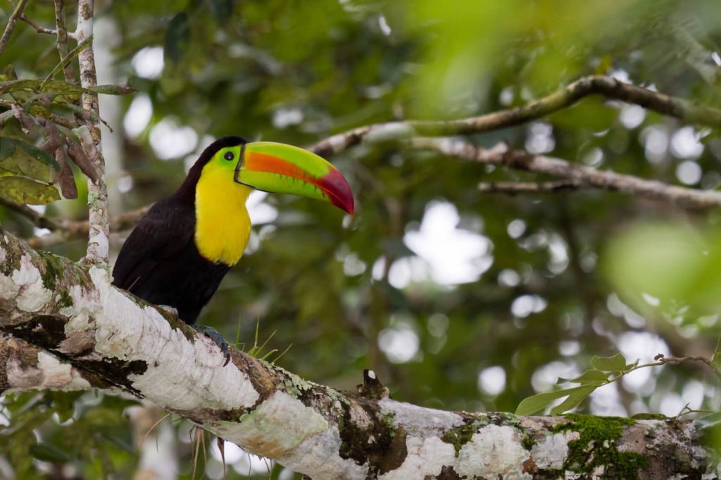 Toronto, Canada to Liberia, Costa Rica for only $383 CAD roundtrip