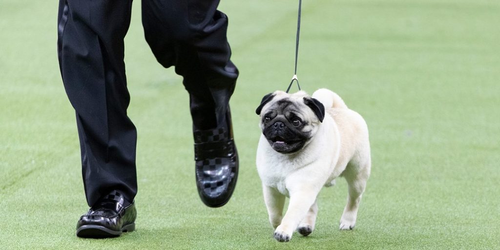 $41 & up -- 150th Annual Westminster Kennel Club Dog Show