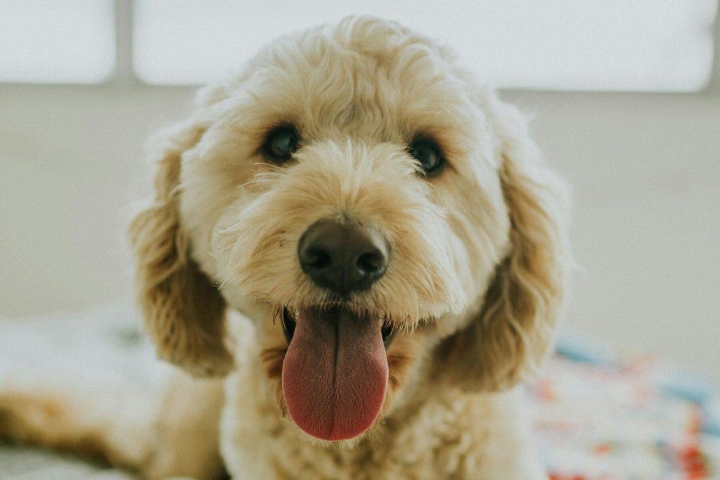 Abandoned Dog at Las Vegas Airport Adopted by Responding Officer