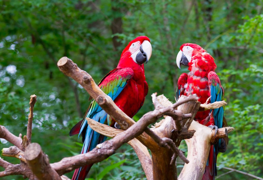 Austin, Texas to San Jose, Costa Rica for only $282 roundtrip