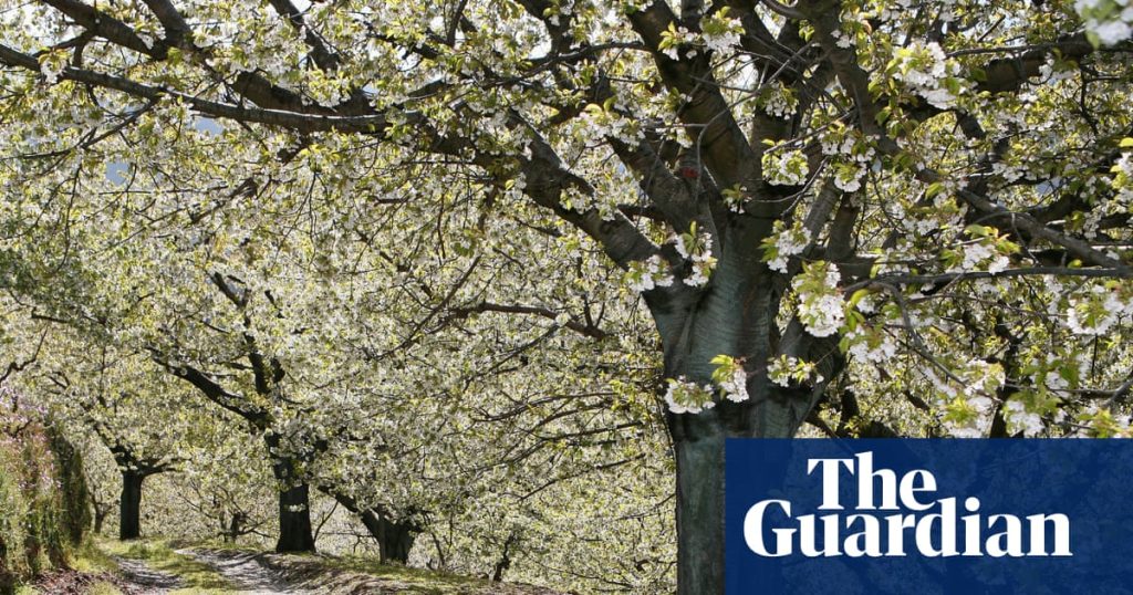 Spain’s very own sakura: cherry blossom season in the Jerte valley | Spain holidays