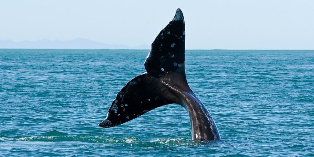 $47 -- Whale-watching tours in San Diego, reg. $81