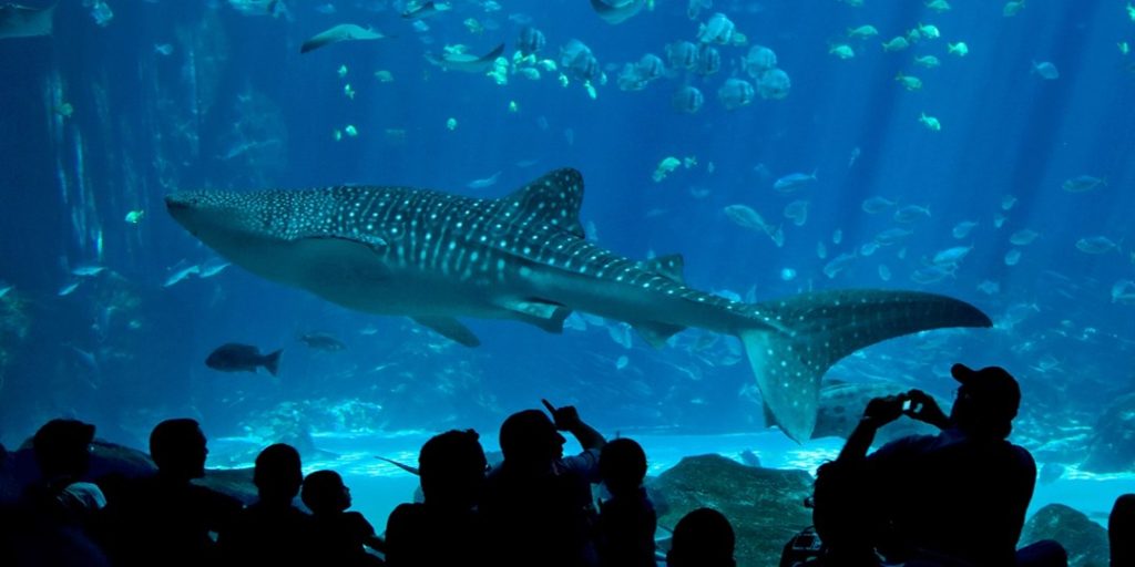 $25 -- Cincinnati Zoo & Botanical Garden admission