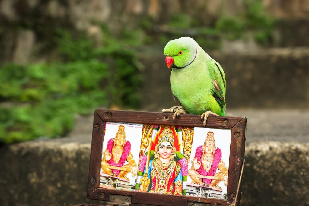 I Let a Fortune-Telling Parakeet Predict My Future in India
