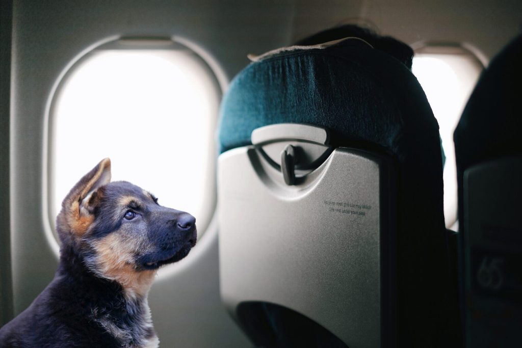 I’m a Frequent Flier and I Believe Dogs Don’t Belong on Airplanes