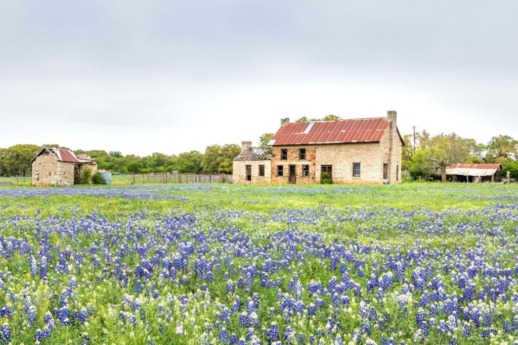 Texas Wildflower Road Trip Guide From Austin to Brenham