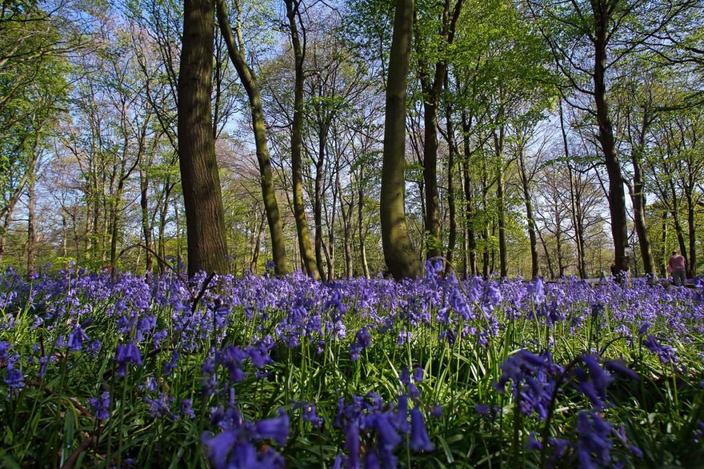The best places to see bluebells in London: from Ruislip Woods to Epping Forest