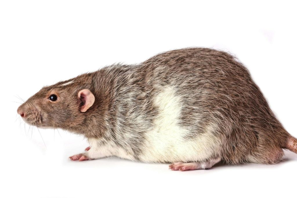 Deadly Hantavirus Outbreak Suspected on Cruise Ship Near Cape Verde